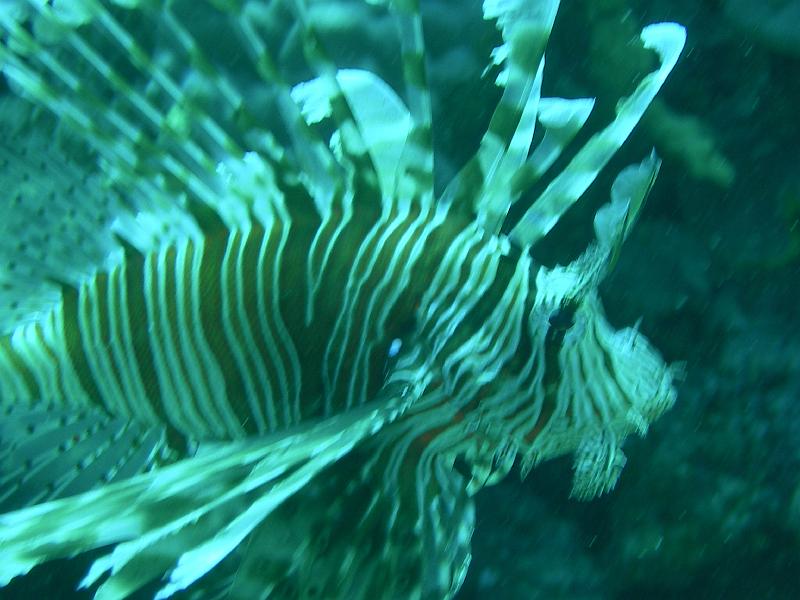 SAFAGA 07  2008 083.jpg